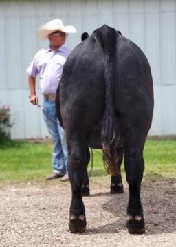Reserve Champion Steer - Jake Hayman - La Porte Jr. FFA - 6th Grade