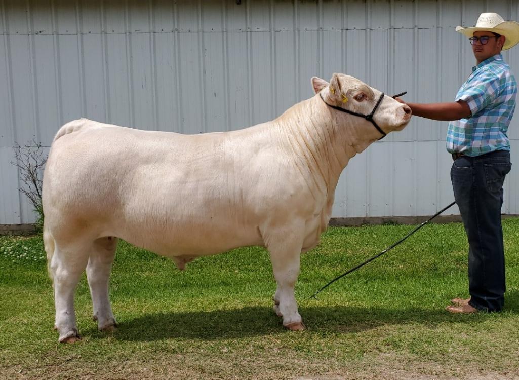 3rd Place Steer - Zane Hayman - La Porte FFA - 10th Grade