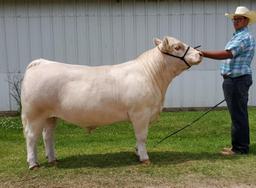 3rd Place Steer - Zane Hayman - La Porte FFA - 10th Grade