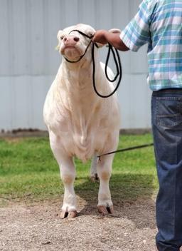 3rd Place Steer - Zane Hayman - La Porte FFA - 10th Grade