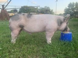 5th Place Swine - Cody Sexton - La Porte FFA - 12th Grade