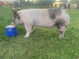 5th Place Swine - Cody Sexton - La Porte FFA - 12th Grade