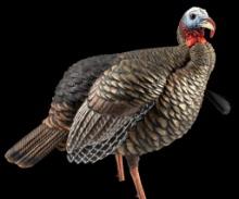 Avian X AVXAVX8105 HDR Jake Turkey Decoy Multi Color