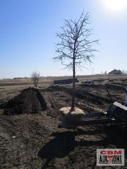Pin Oak Tree 3" cal.