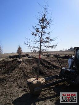 Pin Oak Tree 2 1/2" cal.