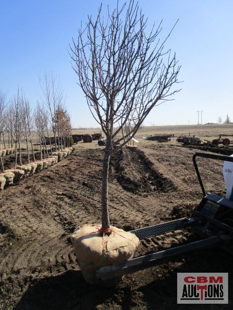 White Flowering Crabapple Tree 2 1/2" cal.