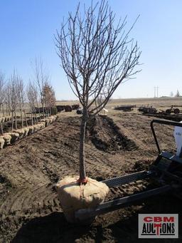 White Flowering Crabapple Tree 2 1/2" cal.