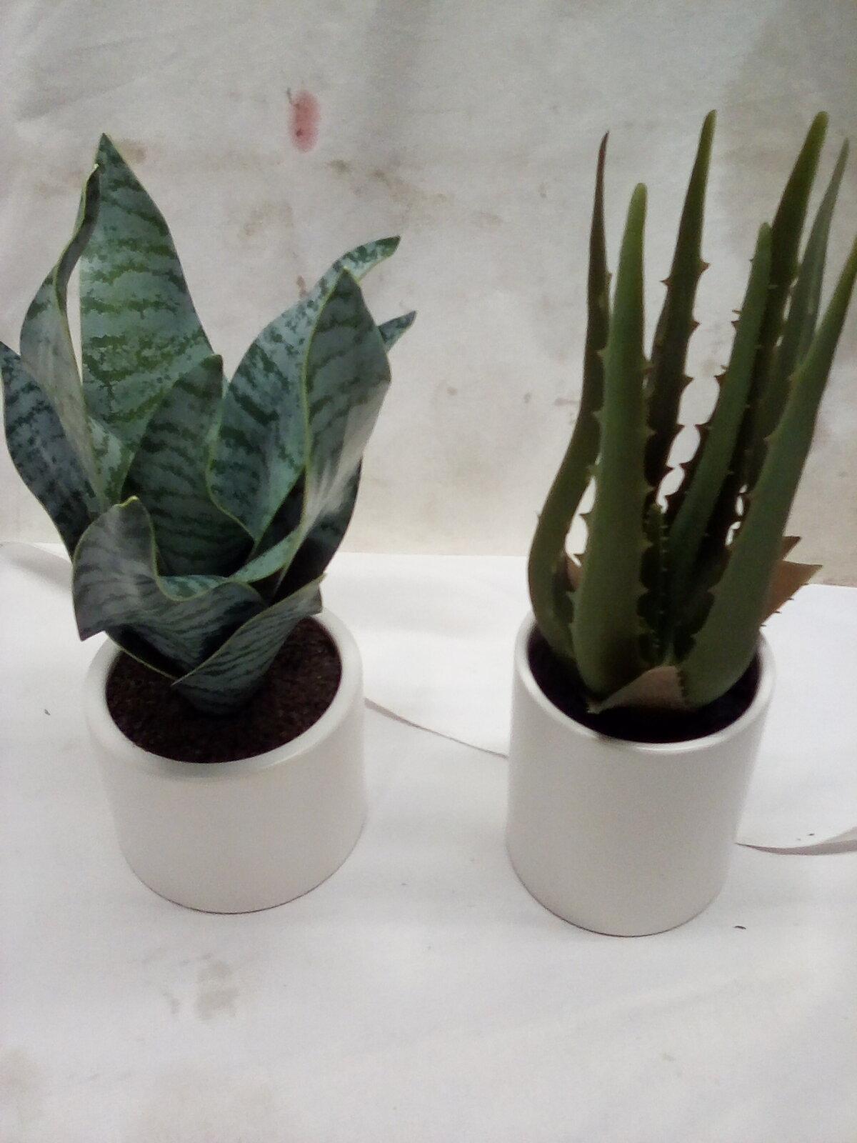 Faux Potted Plants. Qty 2.