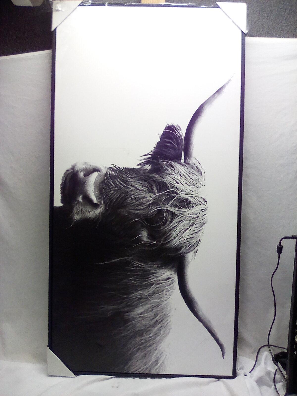 47” x 24” Highland Cow Black & White Picture.