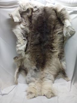 Authentic Wolf Pelt/Hide