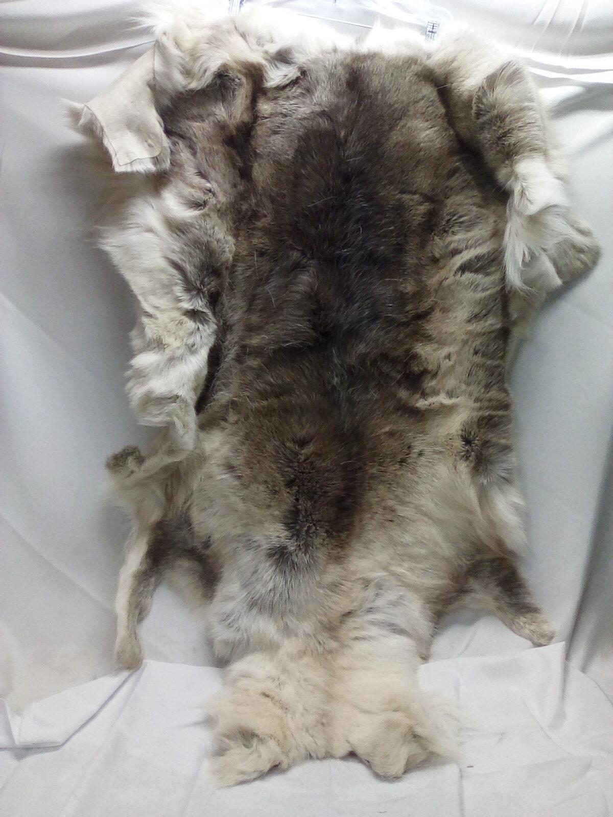 Authentic Wolf Pelt/Hide