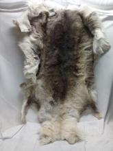 Authentic Wolf Pelt/Hide