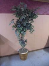 80in Tall Ficus Tree