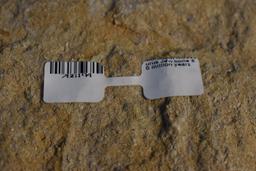 MOSASAURUS JAW BONE!!!