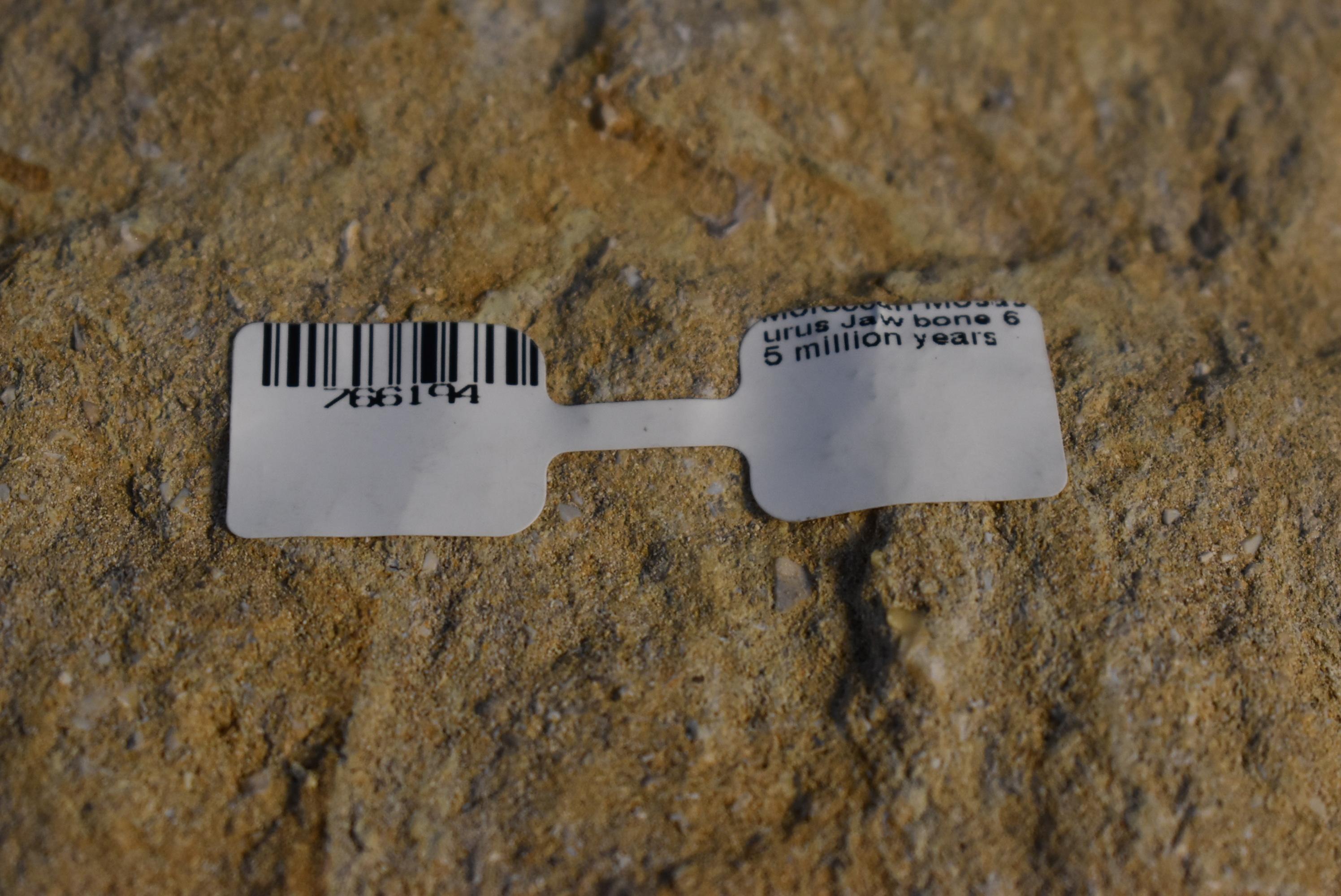 MOSASAURUS JAW BONE!!!