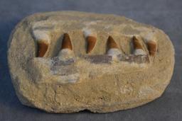 MOSASAURUS JAW BONE!!!