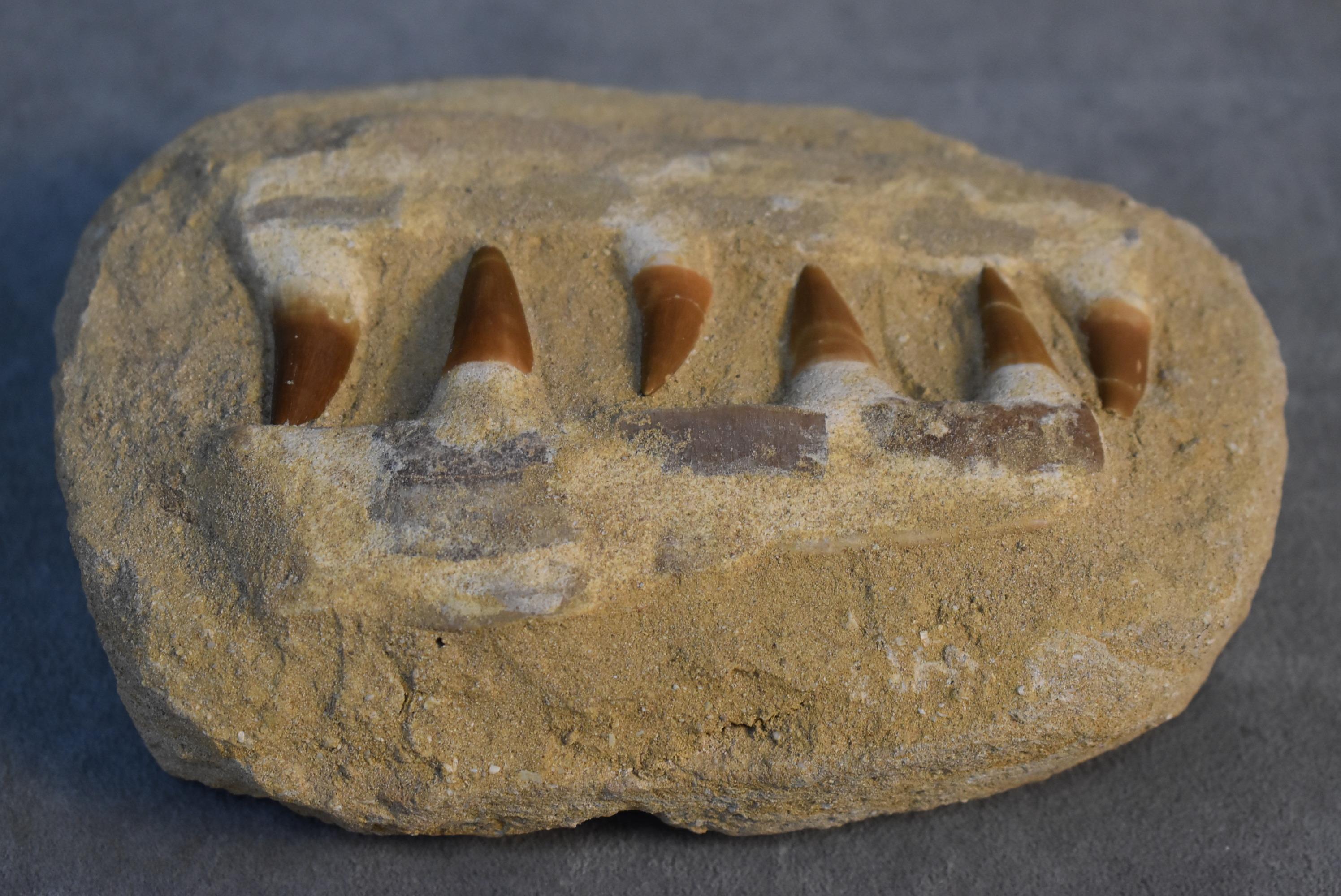 MOSASAURUS JAW BONE!!!