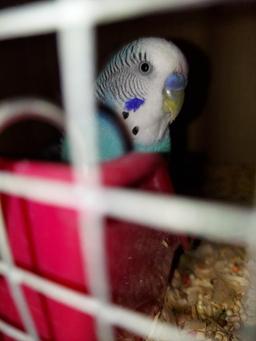 Pair Parakeets W/ Feed