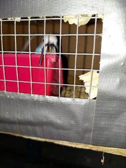 Pair Parakeets W/ Feed