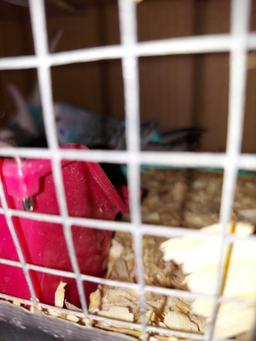 Pair Parakeets W/ Feed