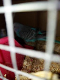 Pair Parakeets W/ Feed