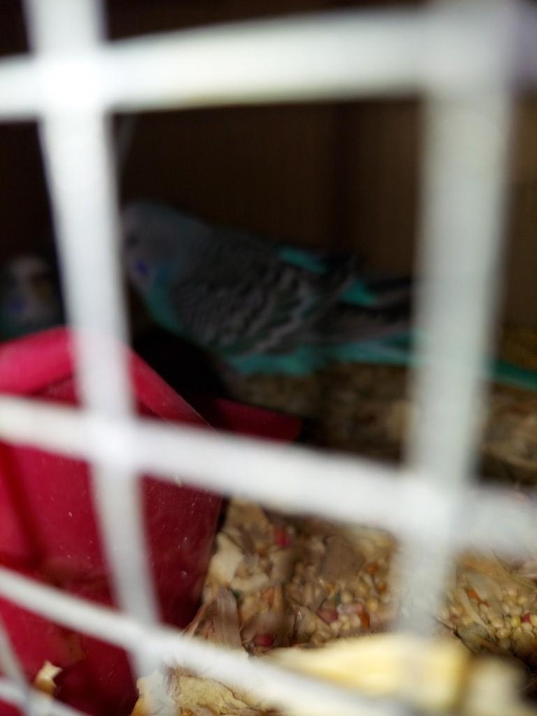 Pair Parakeets W/ Feed