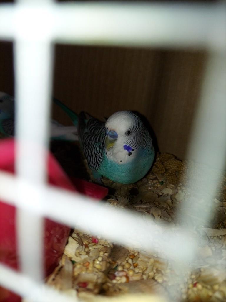 Pair Parakeets W/ Feed