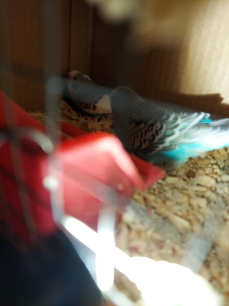 Pair Parakeets W/ Feed