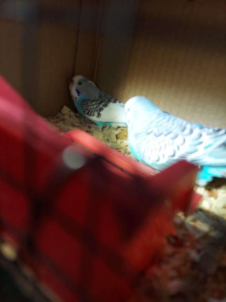 Pair Parakeets W/ Feed
