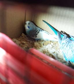 Pair Parakeets W/ Feed