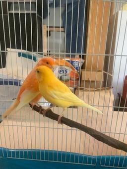 Pair Red Factor Canaries