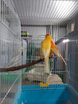 Pair Red Factor Canaries