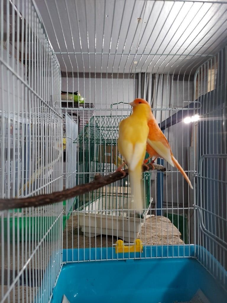 Pair Red Factor Canaries