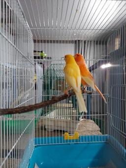 Pair Red Factor Canaries