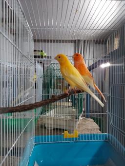 Pair Red Factor Canaries