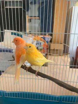 Pair Red Factor Canaries