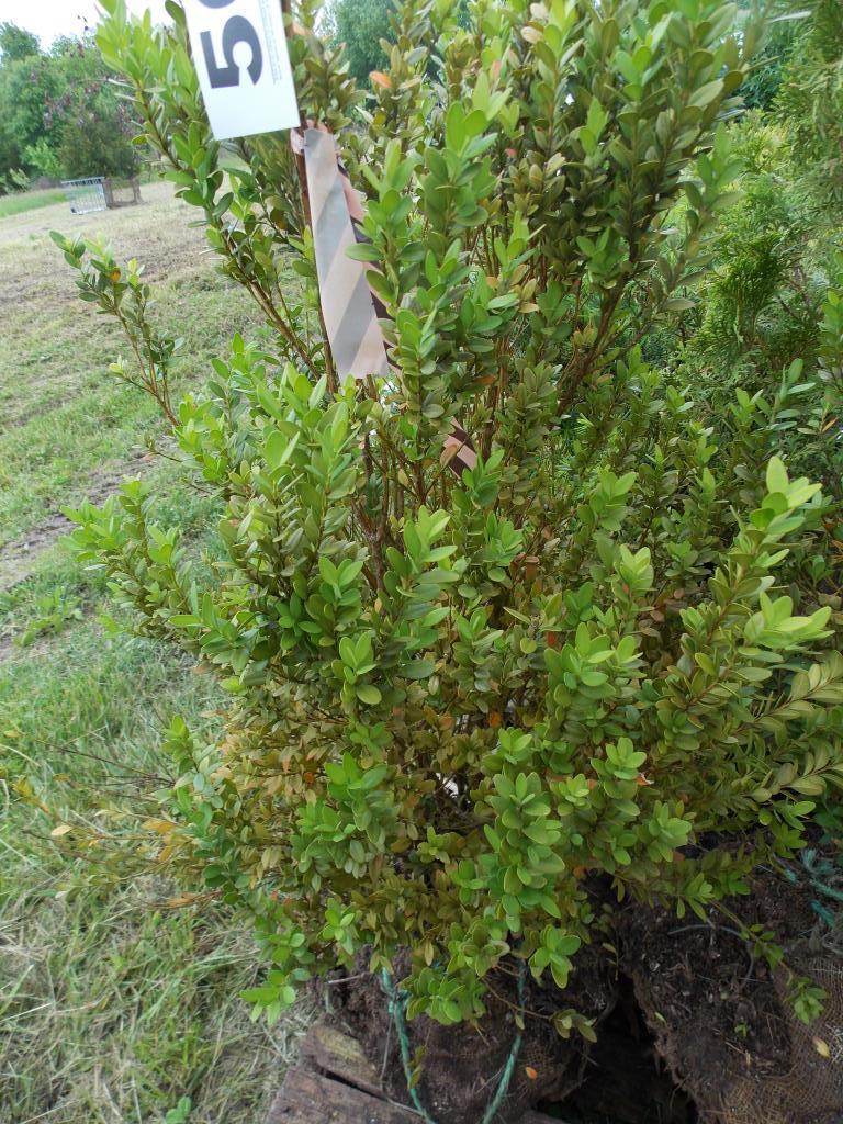 Pyramidal boxwood