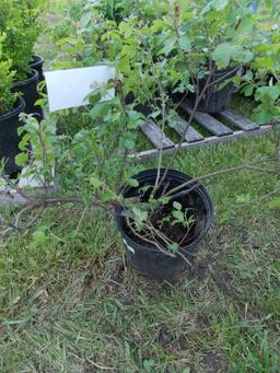 Gro low Sumac