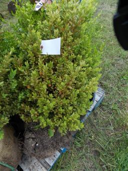 Pyramidal Boxwood