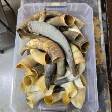 Large Collection Of Cattle Horn Some Polished And Some Not
