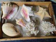 * Nice Collection of Shells and Coral