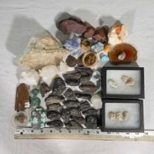 * Collection Of Fossils And Specimens