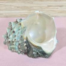 Great Large Green Turbo Marmoratus Pearlized Interior 6" Turban Seashell