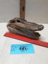 Alligator Head, 7"