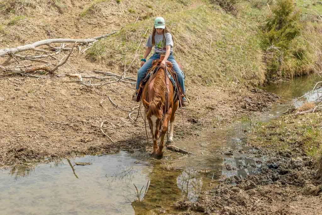 Bouie-7 y/o Gelding