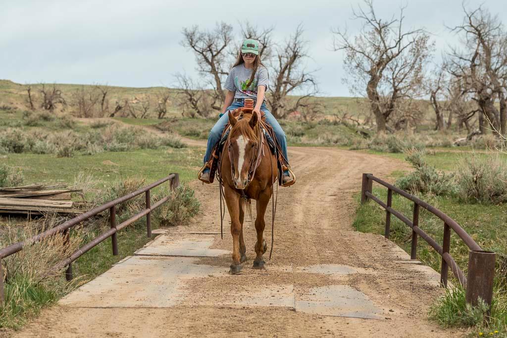 Bouie-7 y/o Gelding