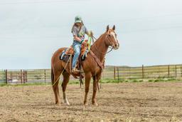 Bouie-7 y/o Gelding