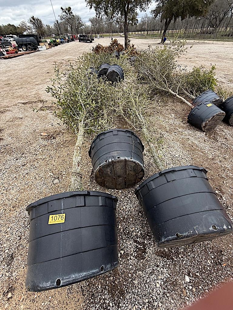 3 - 65 GALLON OAK TREES