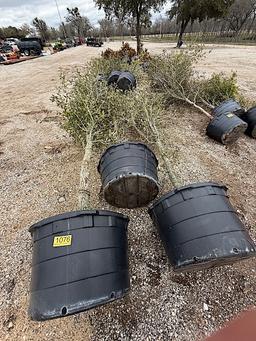 3 - 65 GALLON OAK TREES