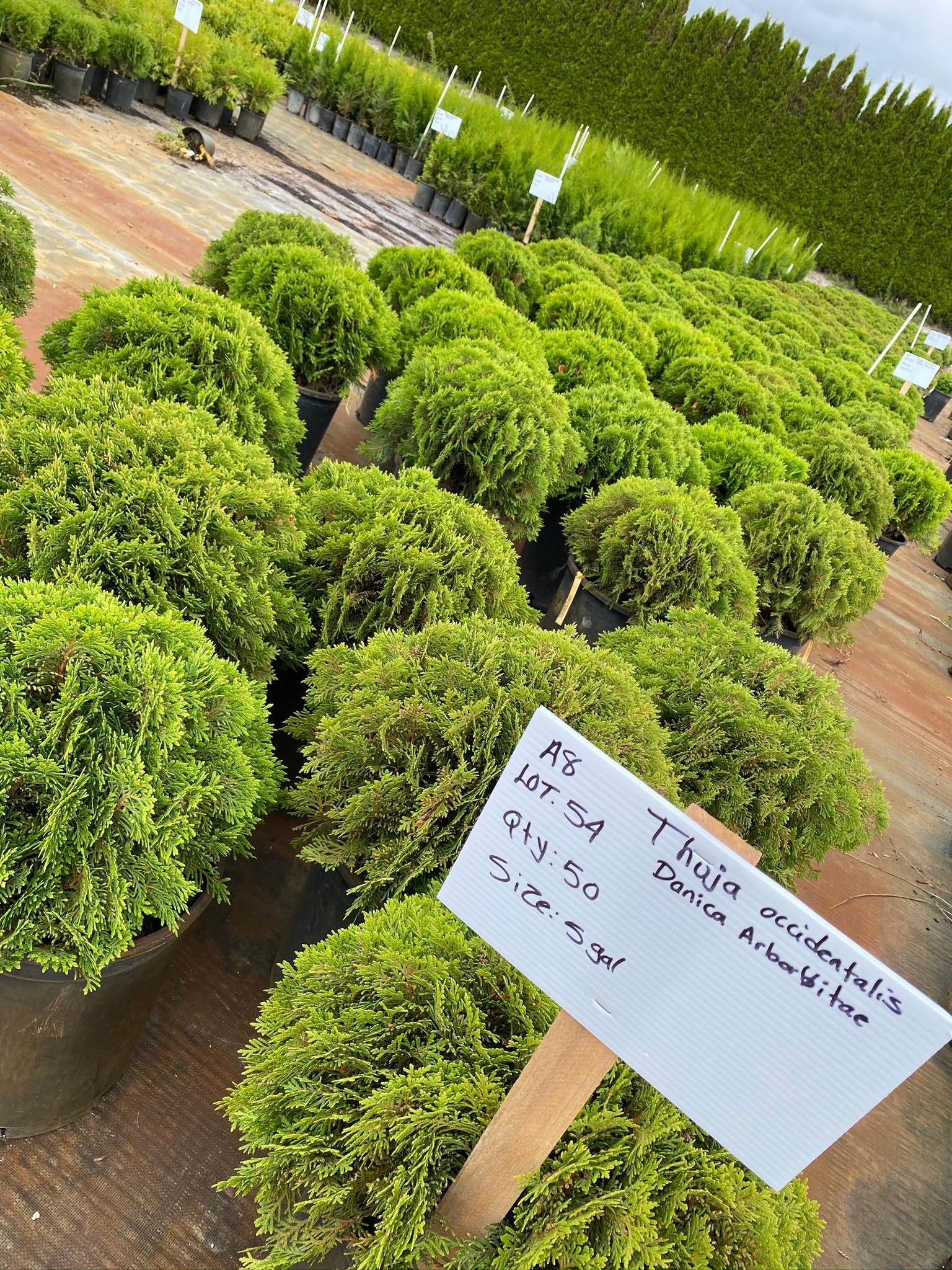 Thuja occidentalis 'Danica' / Arborvitae, Danica